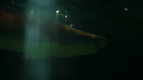Shark Lightrays Stock Footage 45935698