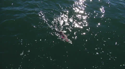 Shark on the line Stock Footage 24452435
