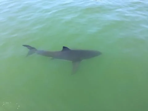 Shark Lurking at the Surface of the Ocean  스톡 사진