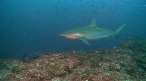 Shark marble ray Video stock 55513607