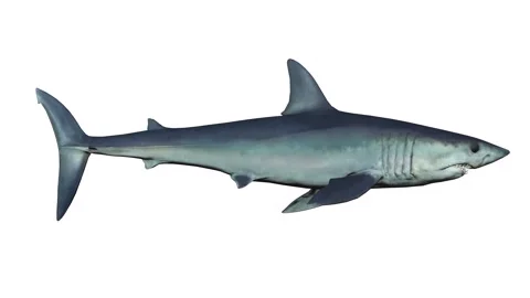 THE SHARK IN MOTION ON THE WHITE BACKGROUND Stock Footage 152116572