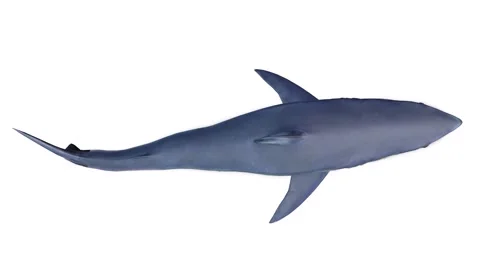 THE SHARK IN MOTION ON THE WHITE BACKGROUND Stock Footage 152116576