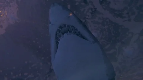 Shark mouth from underneath Stock Footage 106713428