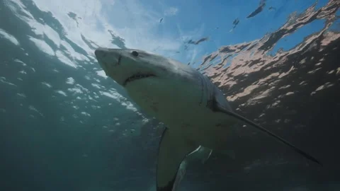Shark movement in the ocean in search of prey Video stock 318016607