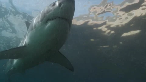 Shark movement underwater Video stock 318016611