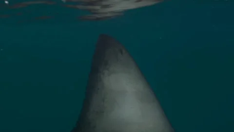 Shark movement on the water surface Video stock 318016621