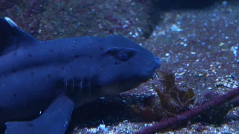 Shark moving slowly  Stock Footage 234122447
