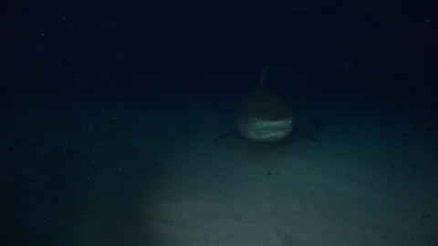 Shark at night Stock Footage 94400199