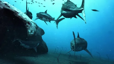 Shark in ocean with fishs Video stock 243090443