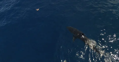 Shark in Ocean Vídeos de archivo 164574012