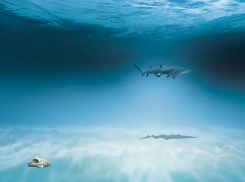 Shark in the ocean Stock Photos