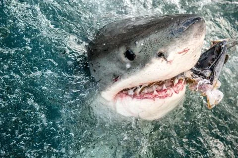 Shark with open mouth emerges out  off the water on the surface and grabs bai Stock Photos