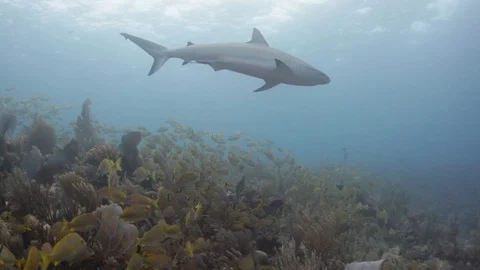 Shark Passover Reef Fish Kip Evans Stock-Footage 87756615