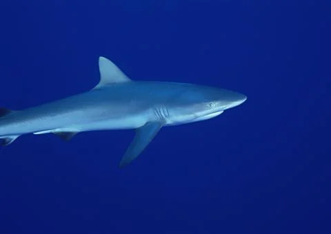 Shark Stock Photos