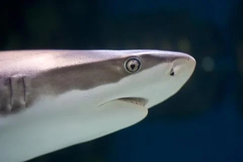 Shark Stock Photos