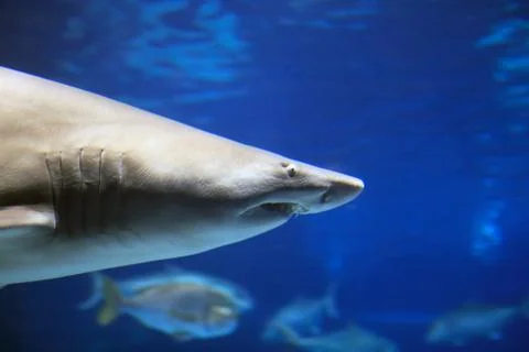 Shark Stock Photos