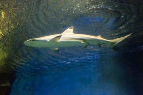 Shark Stock Photos