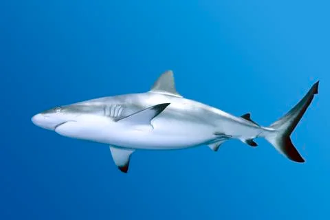 Shark Stock Photos