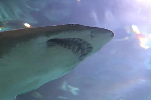 A Shark Stock Photos