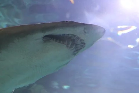 A Shark Stock Photos