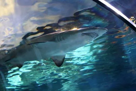 A Shark Stock Photos