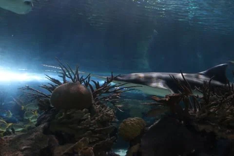 A Shark Stock Photos