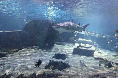 A Shark 写真素材