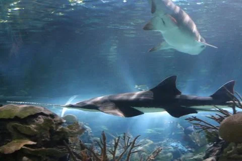 A Shark Stock Photos