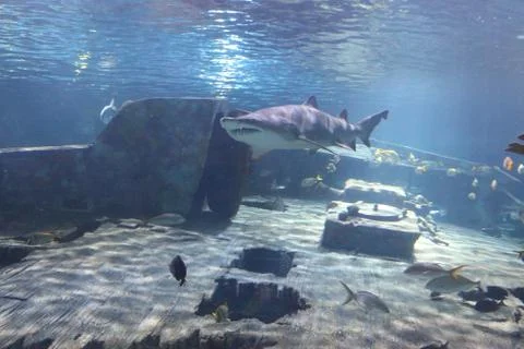 A Shark Stock Photos