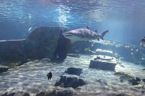 A Shark 写真素材