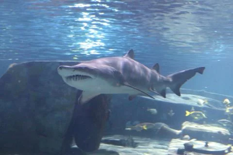 A Shark Stock Photos