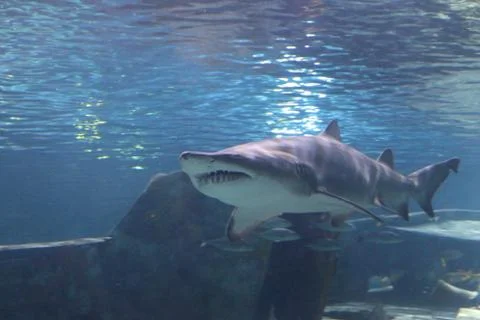 A Shark Stock Photos