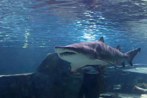 A Shark Stock Photos