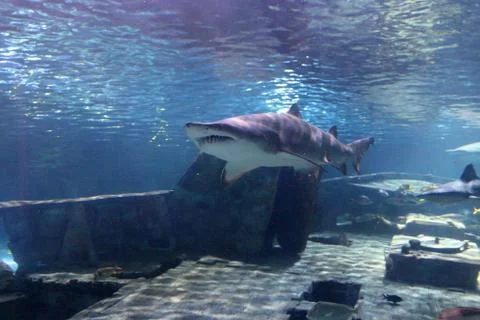 A Shark Stock Photos