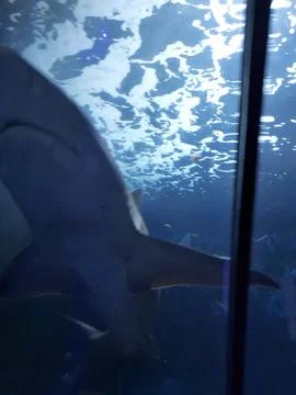 Shark Foto stock