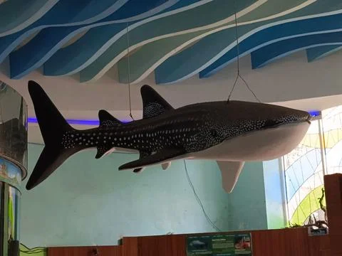 Shark Fotos de archivo