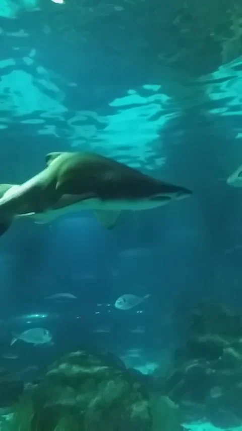 Shark in the Pool Footage Video stock 248093568