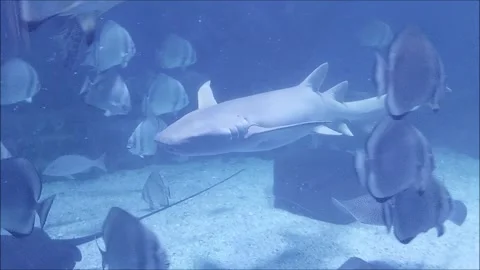 Shark in Pool Video Video stock 264674837