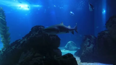 Shark posing in the deep blue water. Underwater view in a oceanarium Stock Footage 148411220