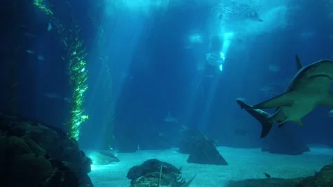 Shark posing in the deep blue water in a oceanarium Stock Footage 159711657