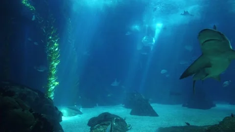 Shark posing in the deep blue water in a oceanarium Stock Footage 159711804