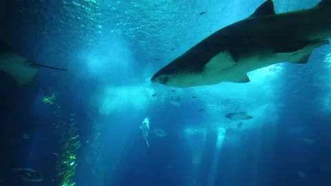 Shark posing in the deep blue water in a oceanarium Stock Footage 159711908