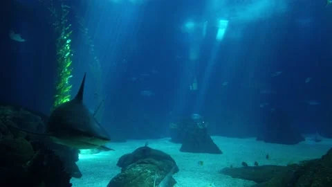 Shark posing in the deep blue water in a oceanarium Stock Footage 159712033
