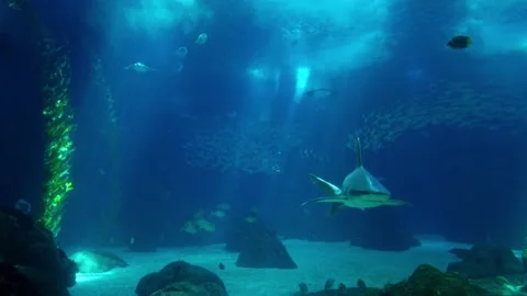 Shark posing in the deep blue water in a oceanarium Stock Footage 159712063