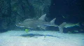 Shark Ray Swimming 02 HD Footage