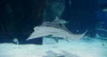 Shark Ray Swimming HD Footage