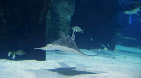 Shark Ray Swimming Stock Footage 347759