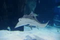 Shark Ray Swimming Footage
