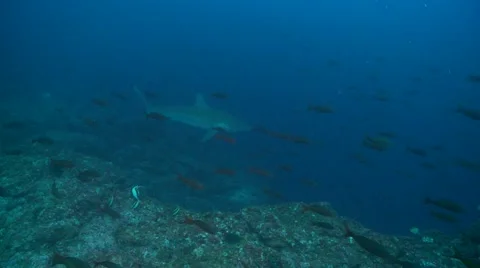 Shark reef 動画素材 55514881