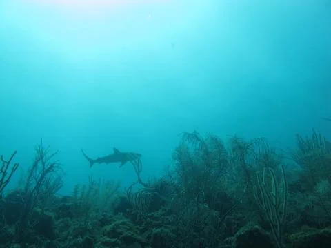 Shark on the reef Stock Photos